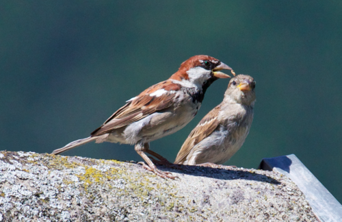 Moineau cisalpin