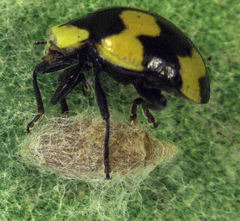 Dinocampus coccinellae