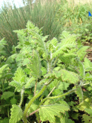 Phacelia malvifolia