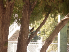 Setophaga coronata auduboni