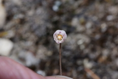 Drimia uniflora image