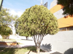 Platycladus orientalis