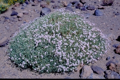 Pterocephalus lasiospermus