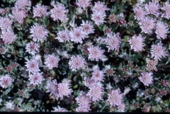 Pterocephalus lasiospermus