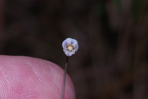 Drimia uniflora image