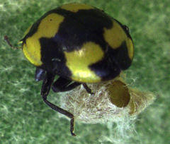 Dinocampus coccinellae