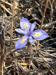 Moraea simulans image