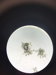 Desmidiaceae