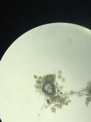 Desmidiaceae