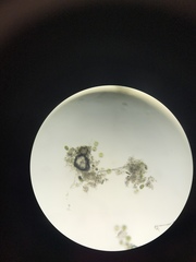 Desmidiaceae