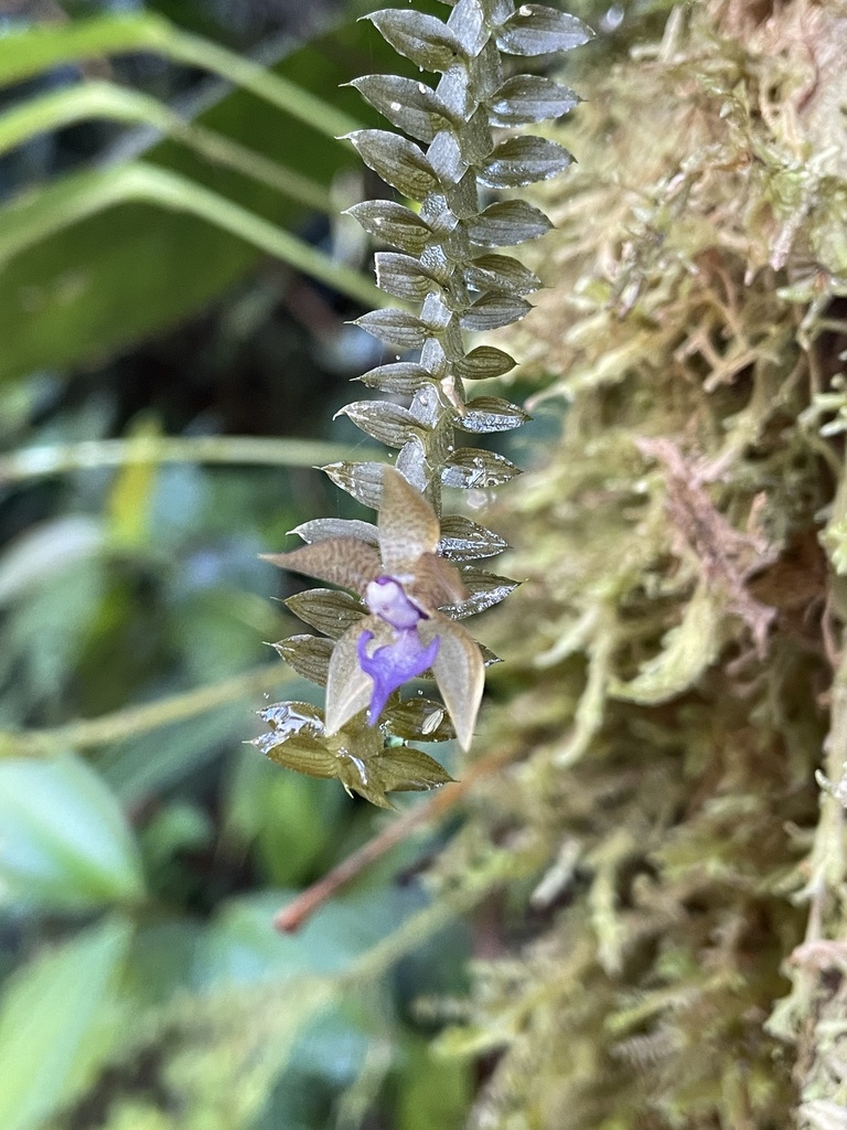 Dichaea tenuifolia