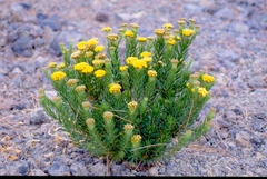 Allagopappus canariensis