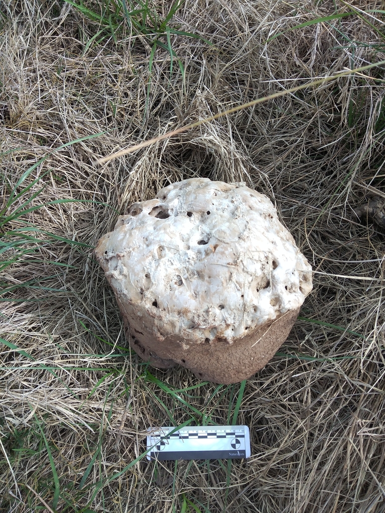 Calvatia cyathiformis · August 2023 · photo: © pablo_gfs (iNaturalist, cc-by)