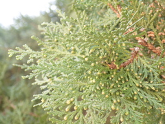 Platycladus orientalis
