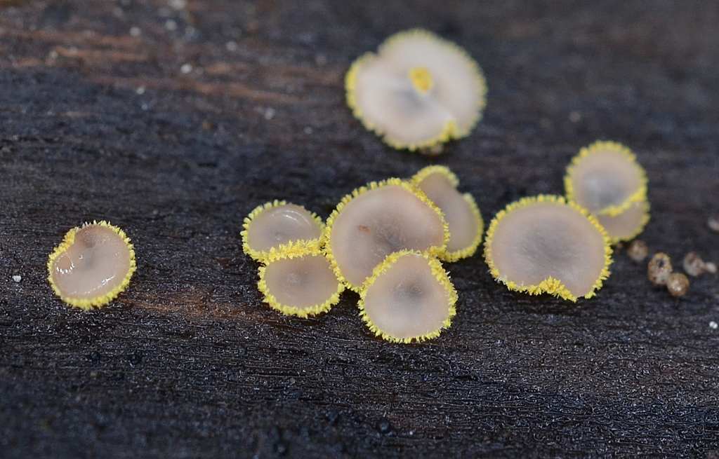 Trichopeziza