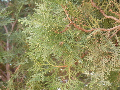 Platycladus orientalis