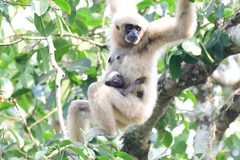 Hylobates lar