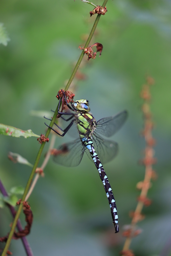 Southern hawker (Aeshna cyanea)