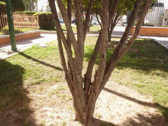 Platycladus orientalis