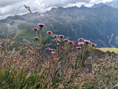 Image of Erigeron alpinus by (c) Elias, some rights reserved (CC BY)