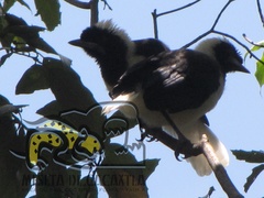 Cyanocorax dickeyi
