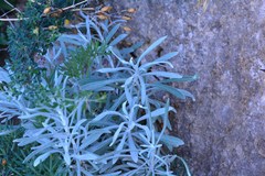 Helichrysum panormitanum