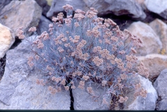 Dicheranthus plocamoides