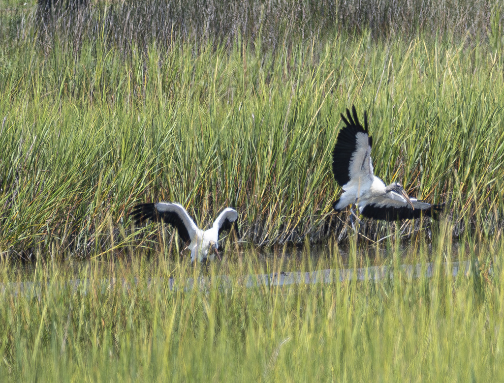 Wood Stork from North Myrtle Beach, SC, USA on August 18, 2023 at 02:29 ...