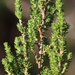 Cliffortia linearifolia - Photo (c) Tony Rebelo,  זכויות יוצרים חלקיות (CC BY-SA), הועלה על ידי Tony Rebelo