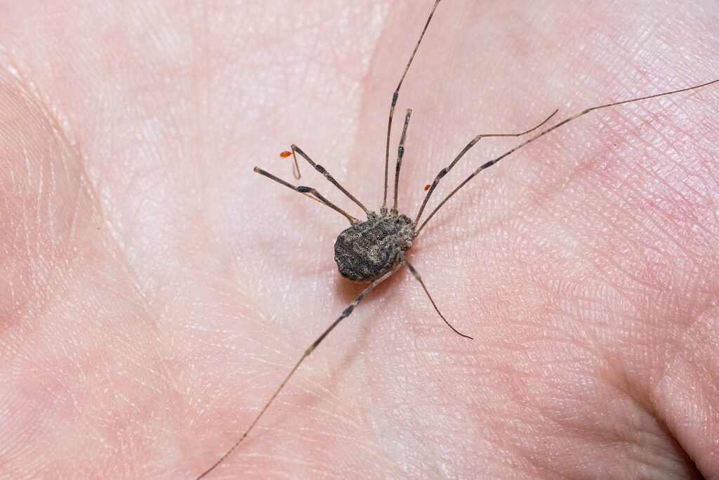 Trachyrhinus marmoratus