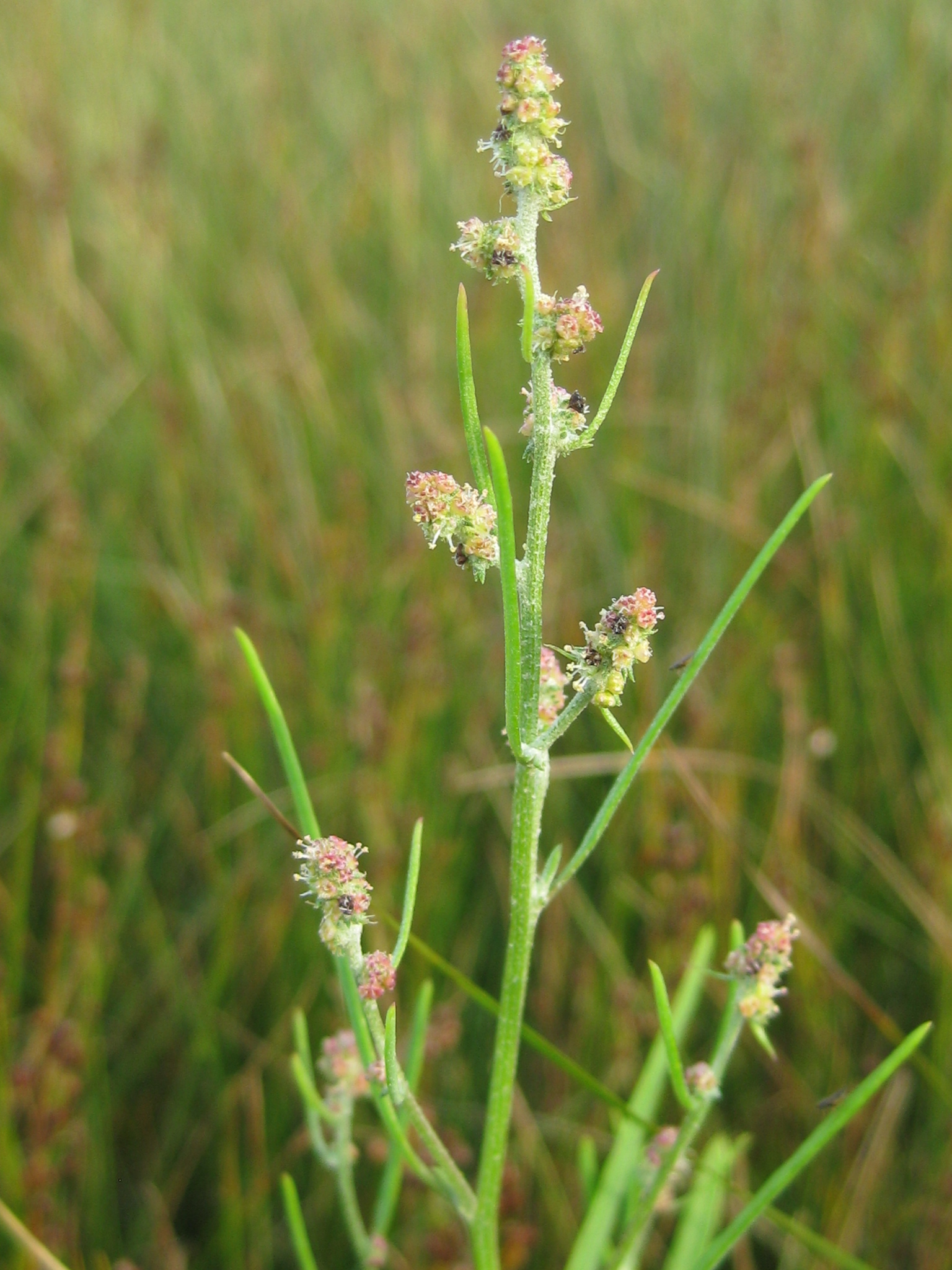Atriplex littoralis