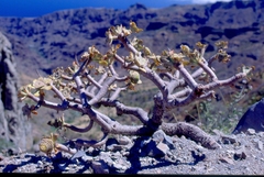 Aeonium rubrolineatum