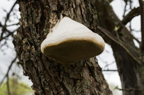 Slyvinė Kempinė nuotrauka