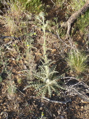 Cirsium mohavense