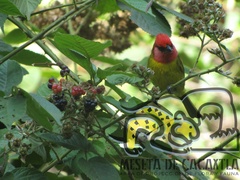 Piranga erythrocephala