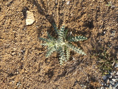 Cirsium mohavense