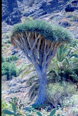 Dracaena draco