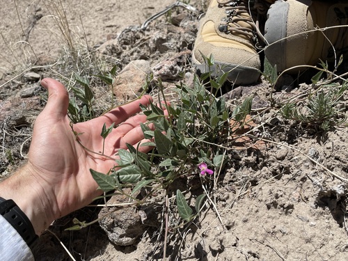 Slimleaf bean (Phaseolus angustissimus)