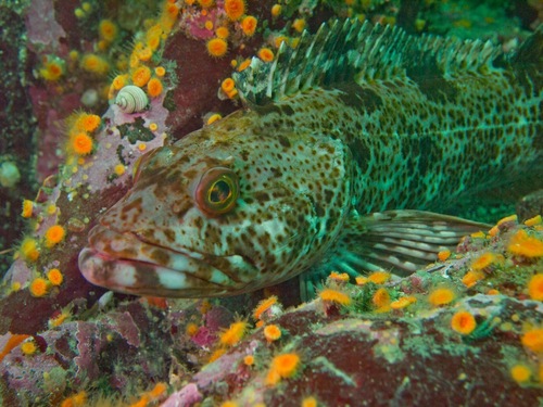 Lingcod