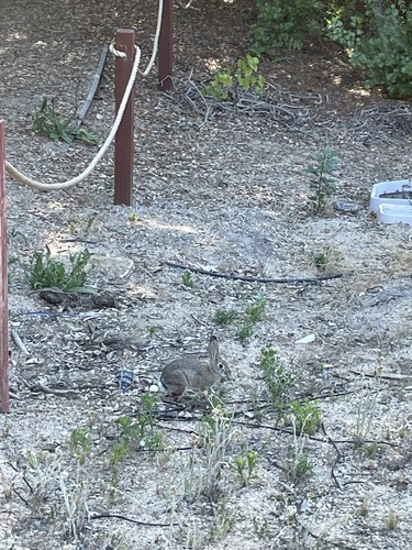 iNaturalist observation photo of Cottontail Rabbits
