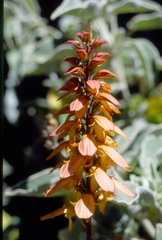 Digitalis canariensis