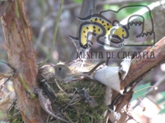 Catharus occidentalis