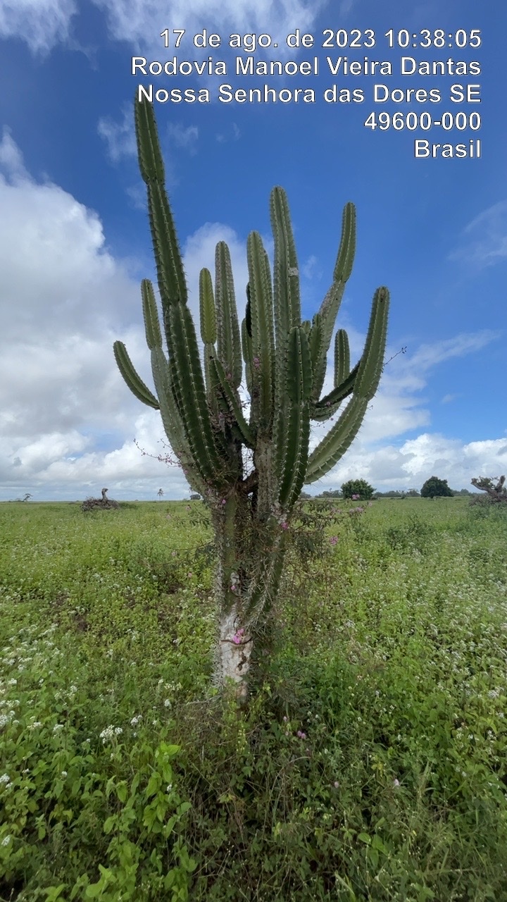 Cereus jamacaru