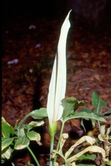 Dracunculus canariensis