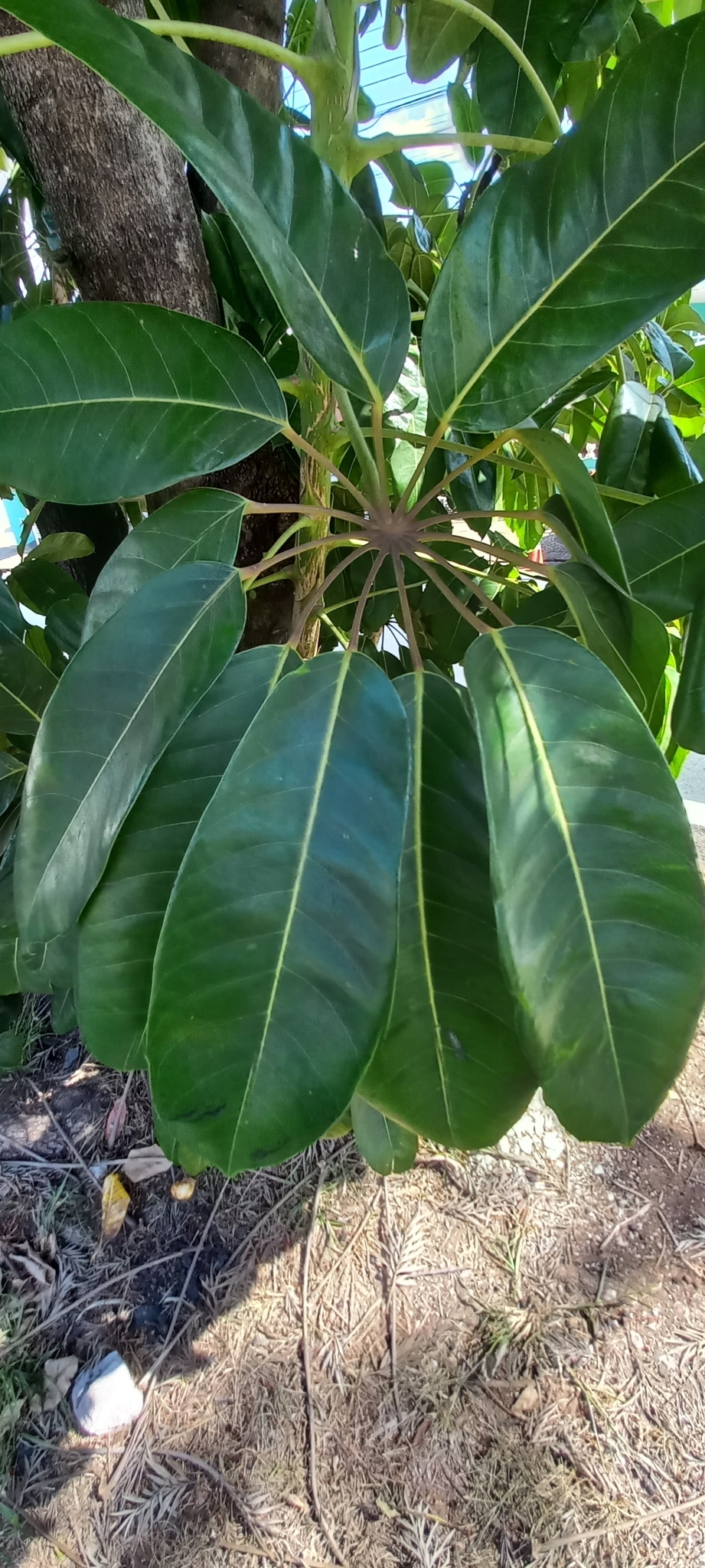 Heptapleurum actinophyllum
