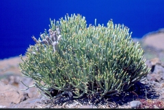 Euphorbia aphylla