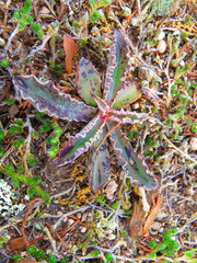 Thompsonella minutiflora