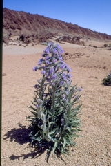Echium auberianum