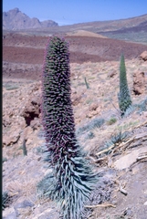 Echium wildpretii