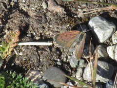Lycaena boldenarum